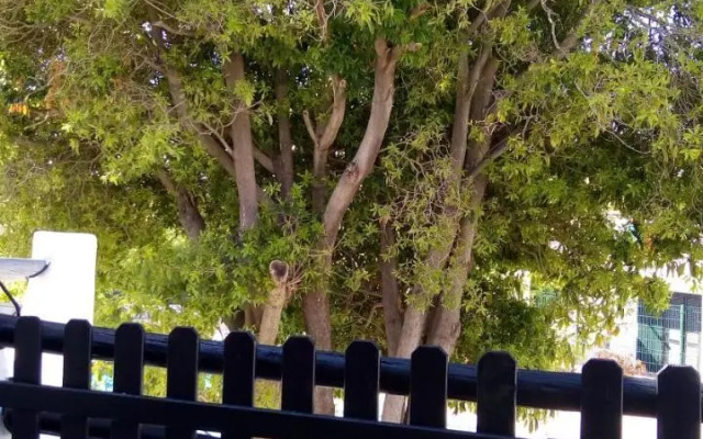 The Tree House 96C - Lagos