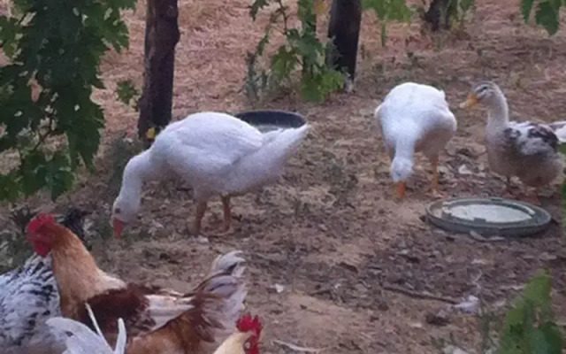 Agriturismo Torre Cocciani