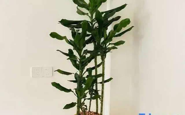 xianjulazy house guesthouse