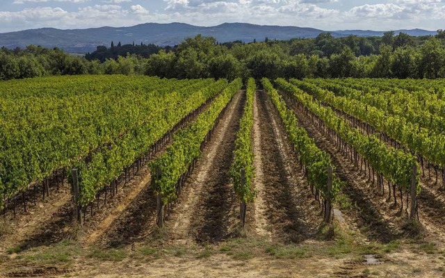 I BORRIGIANI – Il Borro Toscana