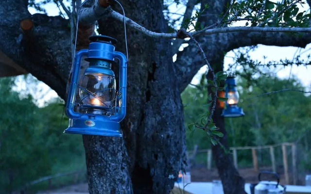 Wild Olive Tree Camp