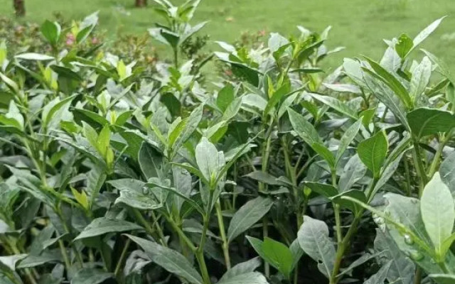 Erlang Mountain Hotel