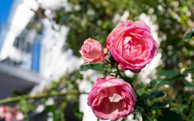 Strandhaus Bornhausen Fische