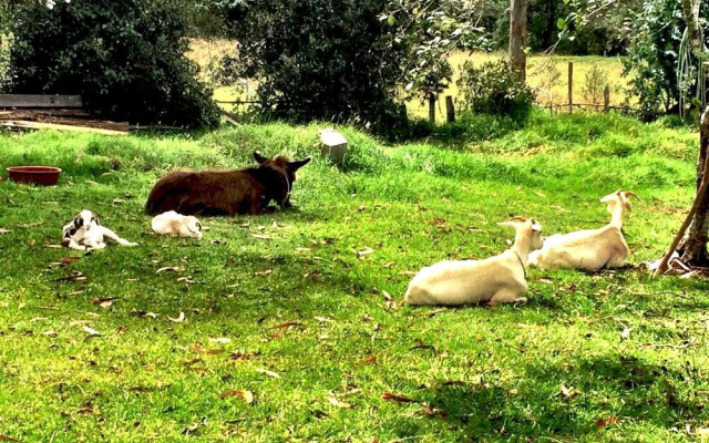 Monte Verde Cabañas & Camping