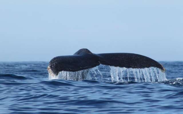 2BD Hacienda Encantada Luxury Resort