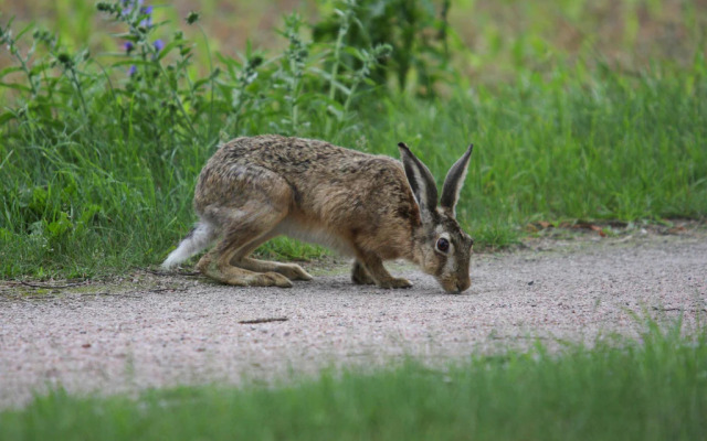 Semi-detached house Seestern, Lohmen