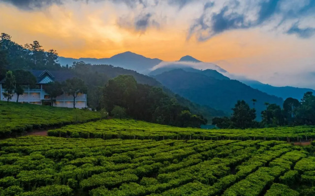 Tea Harvester Munnar