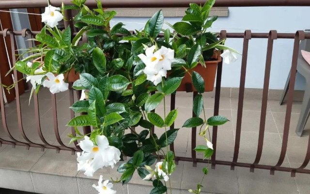 Pokoje do Wynajęcia u Lusi