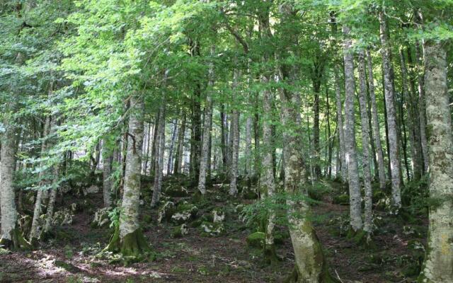 Apartamentos Zabalarena Artzaia