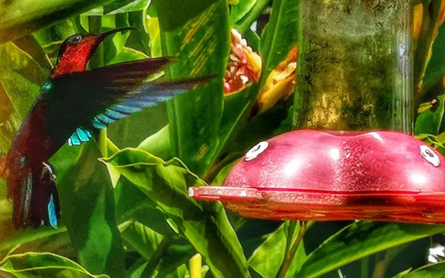 Studio Frangipani dans Villa Fleurs des Iles