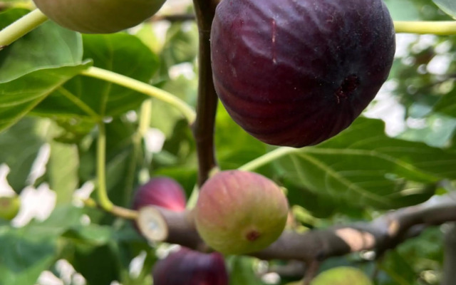 Ron De Mar #3 modern room