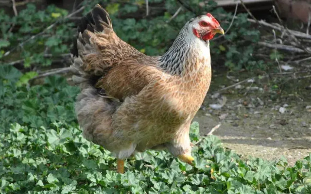 Agriturismo Tre Cerri