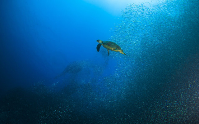 Turtle Bay Dive Resort
