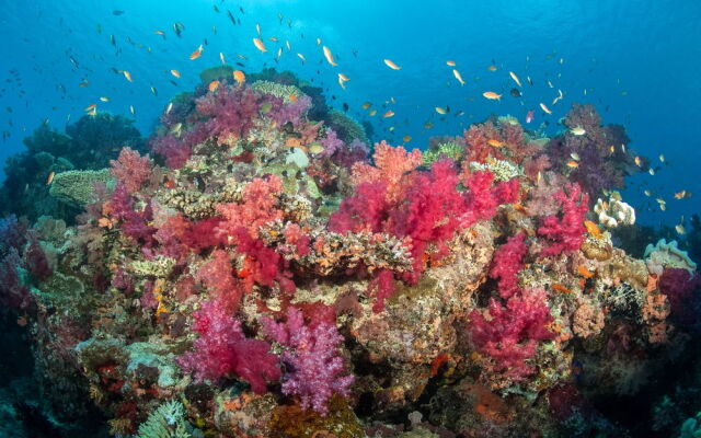 Paradise Taveuni