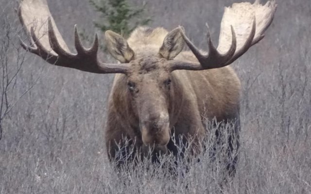 Denali Primrose B&B