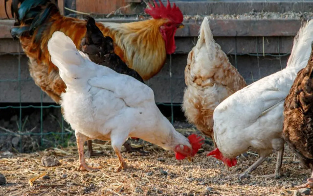 Rï¿½gen-Ferienhof