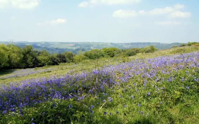 Meldon View