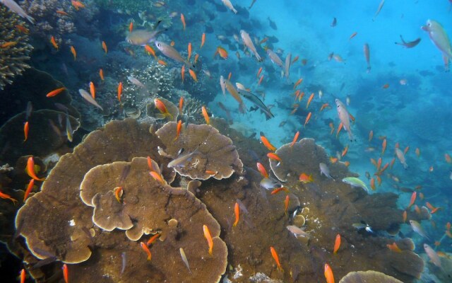 Chumbe Island Coral Park