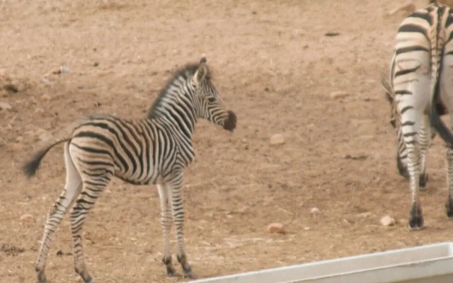 Zwartberg View Mountain Lodge