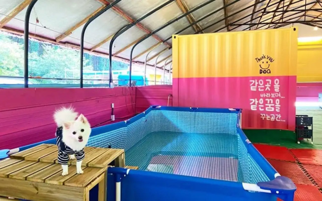 Gapyeong Thank You Dog Pension