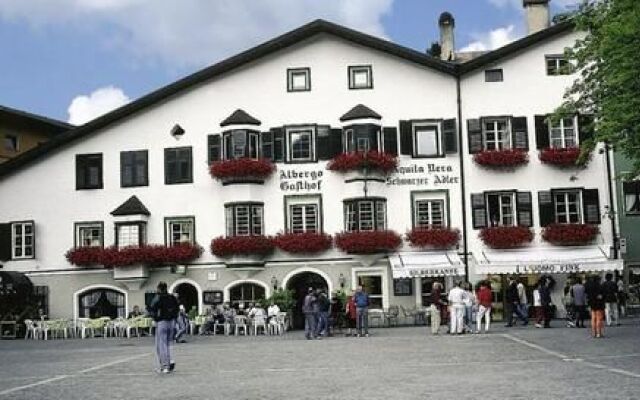 Schwarzer Adler Aquila Nera