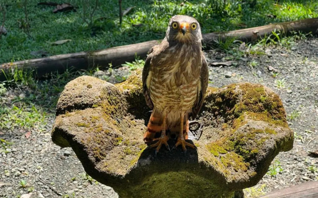 Palapa Hut Hostel & Camping