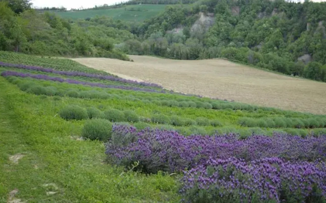 B&B I Cipressi
