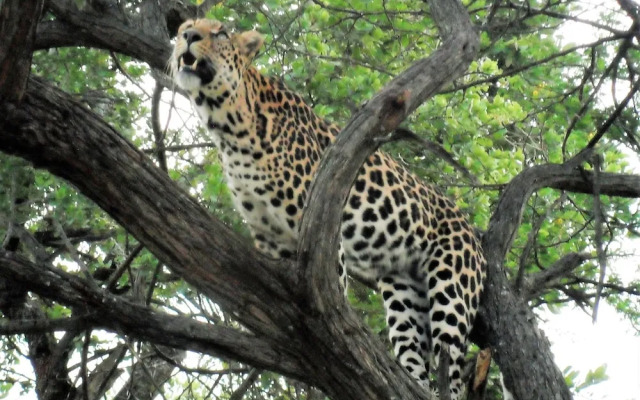 Lowveld Escape