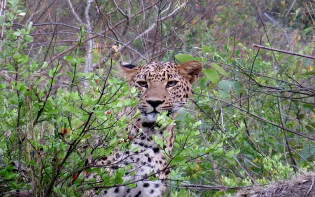 Auranya The Mystical Himalayan Retreat