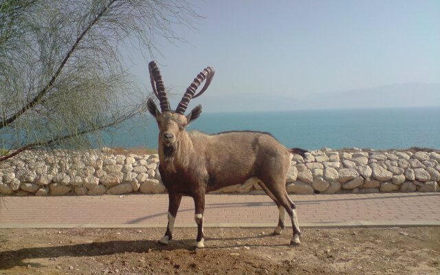 Aloni - Guest house Dead Sea