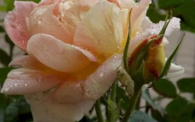 Residence Borgo Alto