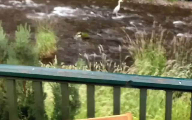 The Hive on the River Bank