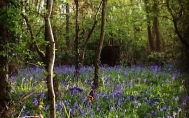 Ancient Woodland Retreat