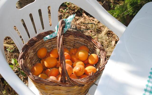 Il gelsomino del Perugino