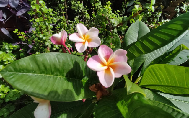 Rústic Amb Piscina Privada
