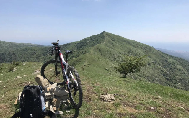 Il Tulipano