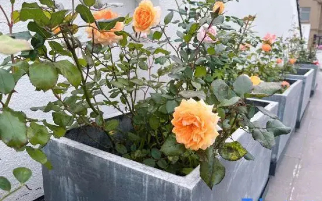 Shenbei Flower Garden Light Luxury Flower Homestay