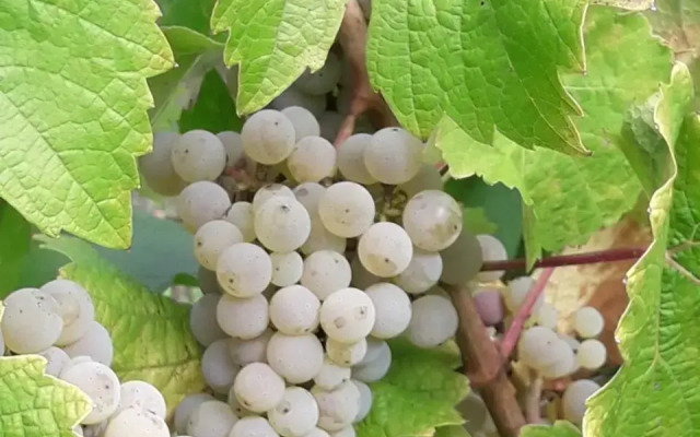 Weinhof Michael Morbach