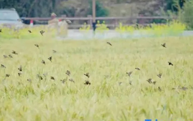 Luodong Craftsman Town Liuxi Countryside Shangju