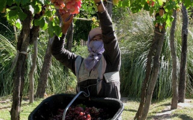 CONALBI GRINBERG Casa Vinicola
