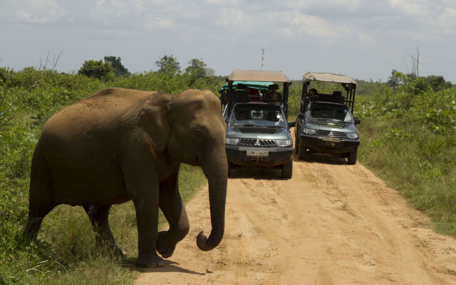 Big Game - Udawalawe by Eco Team