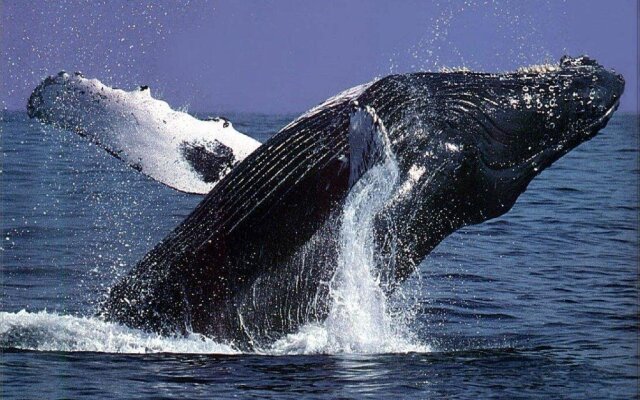 Mansfield by the Lake