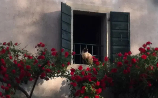 Bed and Breakfast Giardino Mezzavilla