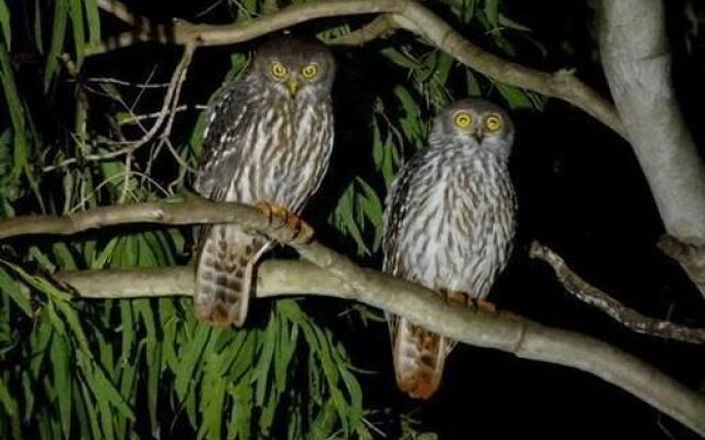 Barking Owl Retreat