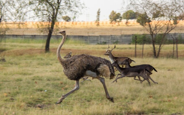 Airport Game Lodge