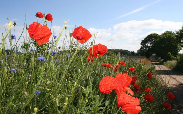 Sunlit Holiday Home near Town Center in Marlow