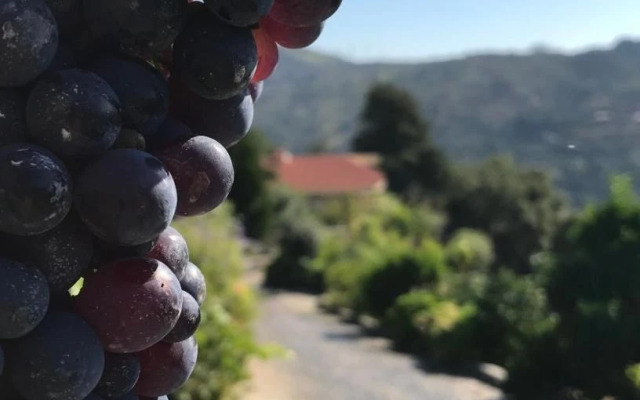 Private Douro- Quinta das Susandas