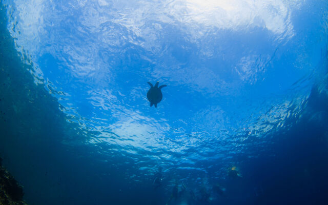 Turtle Bay Dive Resort