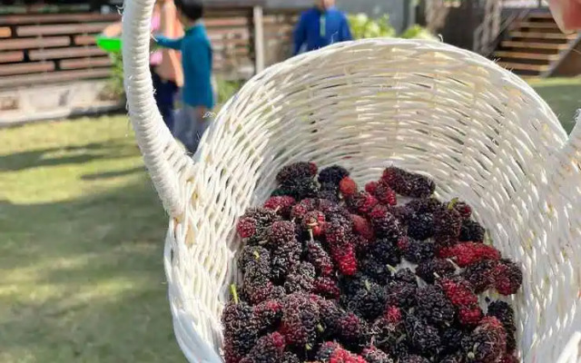 Tantai Eco Farm Stay at Khao Yai