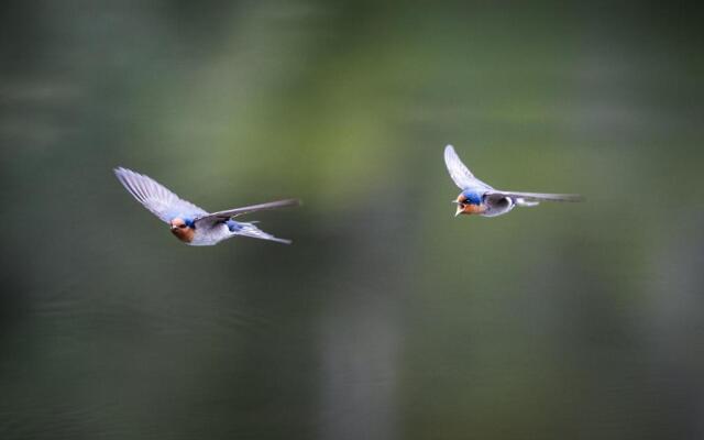 Cradle Gateway Chalets